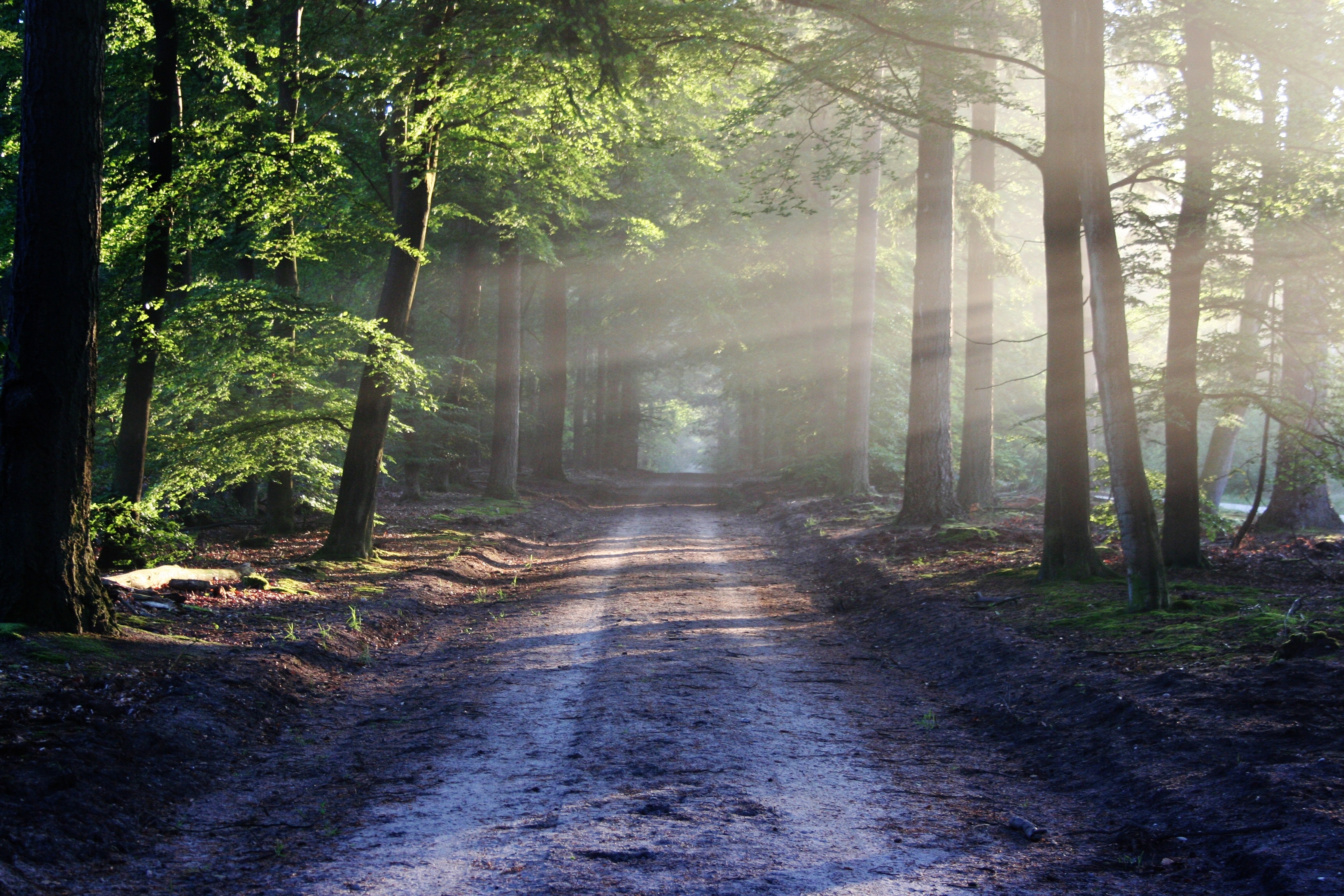 Forêt