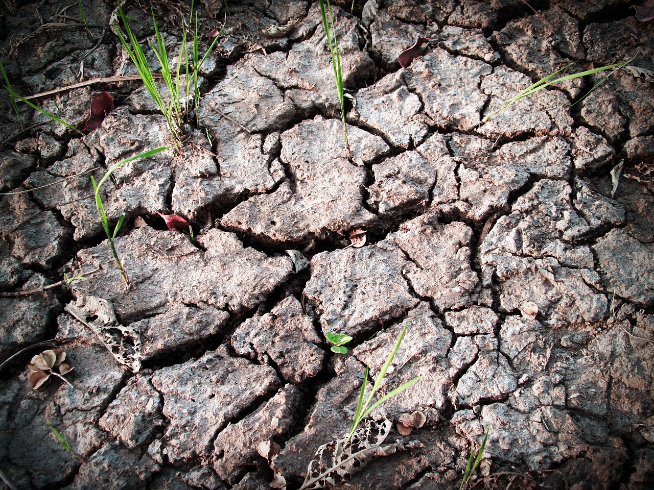 Photo d'un sol sec avec pousses de plantes