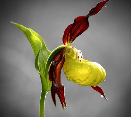 Orchidée -© Gilles Rayé