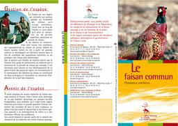 Le faisan commun : Phasianus colchicus | OFFICE NATIONAL DE LA CHASSE