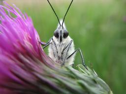 Gazé, grand papillon blanc aux ailes veinées de noir | OLIVEREAU (Francis)