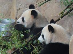 Les pandas de Chine au Zoo-Parc de Beauval - 41 - Huan Huan et Yuan | DIRECTION REGIONALE DE L'ENVIRONNEMENT, DE L'AMENAGEMENT ET DU LOGEMENT CENTRE-VAL DE LOIRE