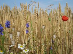 Plantes messicoles dans champ de blé | DIRECTION REGIONALE DE L'ENVIRONNEMENT, DE L'AMENAGEMENT ET DU LOGEMENT CENTRE-VAL DE LOIRE