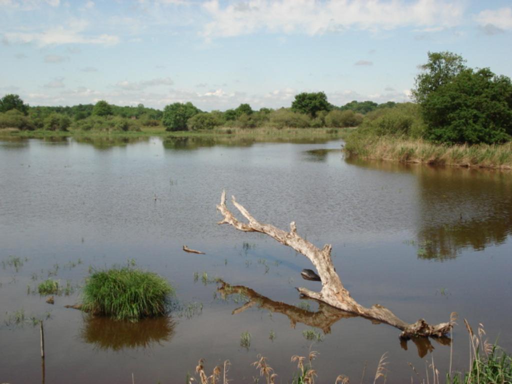 Réserve naturelle de Chérine (36) : étang de Brenne | DIRECTION REGIONALE DE L'ENVIRONNEMENT, DE L'AMENAGEMENT ET DU LOGEMENT CENTRE-VAL DE LOIRE