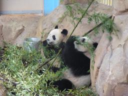Les pandas au zoo de Beauval (Loir-et-Cher) | DIRECTION REGIONALE DE L'ENVIRONNEMENT, DE L'AMENAGEMENT ET DU LOGEMENT CENTRE-VAL DE LOIRE