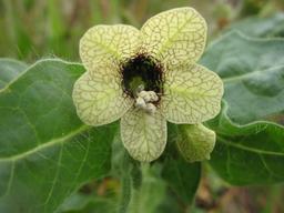 Jusquiame noire : plante rare et toxique | OLIVEREAU (Francis)