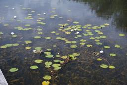 Réserve naturelle de Chérine : étang de Brenne (Indre) | DIRECTION REGIONALE DE L'ENVIRONNEMENT, DE L'AMENAGEMENT ET DU LOGEMENT CENTRE-VAL DE LOIRE
