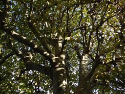 Vue sous l'arbre | SIMONNEAU (Aurore)