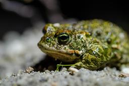 Epidalea calamita | WILLMES (Mathieu)