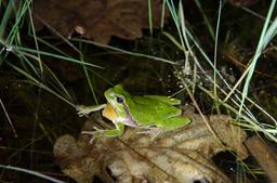 Hyla arborea | WILLMES (Mathieu)