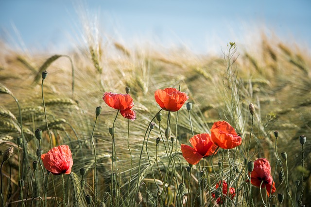 Champ de céréales avec des coquelicots